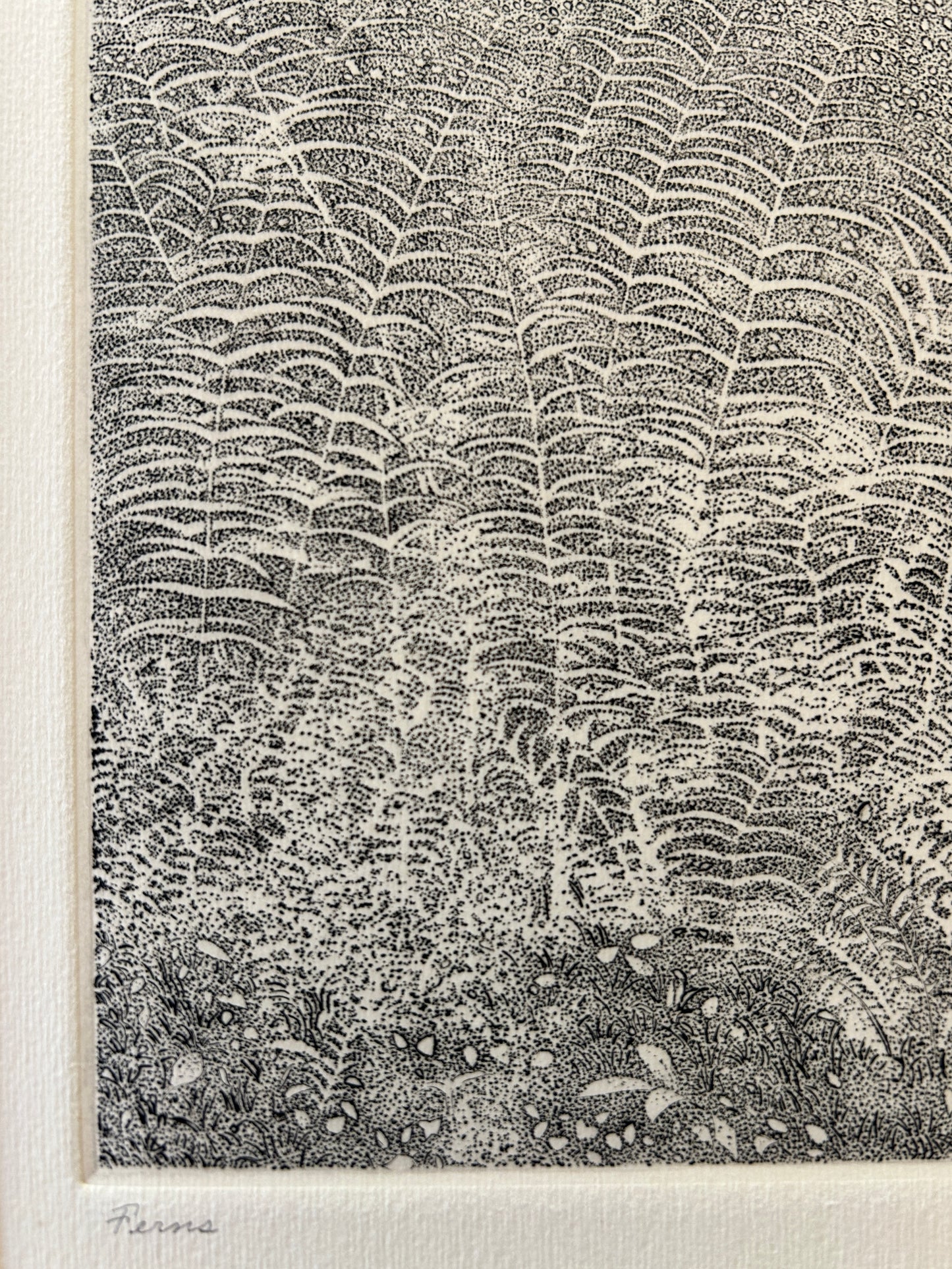 Richard Claude Ziemann 'Ferns' Limited Edition, Signed  Etching