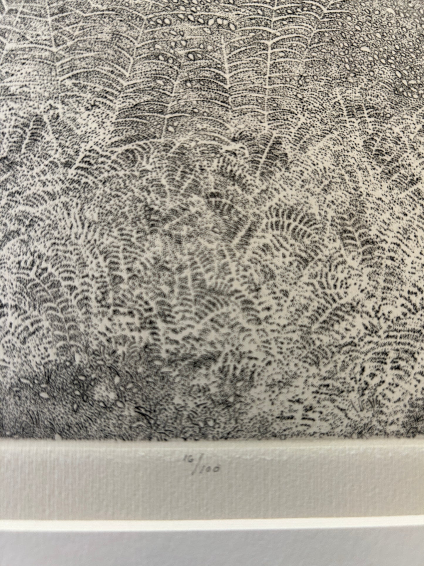 Richard Claude Ziemann 'Ferns' Limited Edition, Signed  Etching