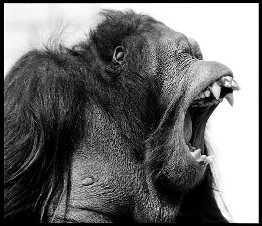 Arthur Steel: Going Ape-The Darkroom Society