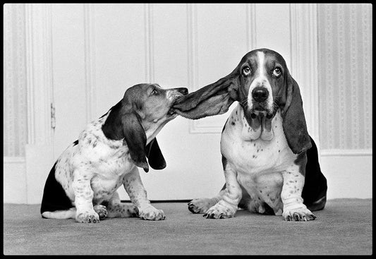 Arthur Steel: Lend Me Your Ear-The Darkroom Society